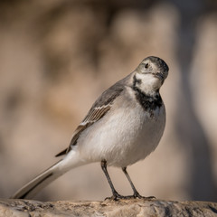 Obraz na płótnie Canvas Isolated close up of a wagtail bird in the wild- Israel