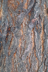 apricot tree bark, natural pattern, abstract backgrounds, 