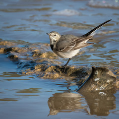 Isolated close up of a wagtail bird in the wild- Israel