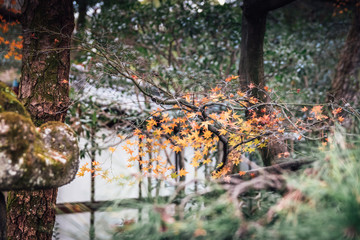 Red Maple Tree in the Japanese Garden