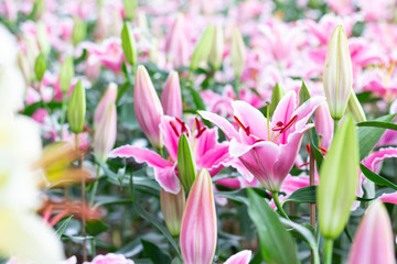 Colorful lily flowers meadow Spring nature background for graphic and card design