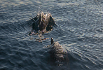 Fototapeta premium Szkoła / strąk wspólnych delfinów butlonosych na Oceanie Spokojnym między Santa Barbara a Wyspami Normandzkimi w Kalifornii w Stanach Zjednoczonych