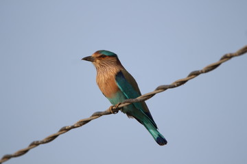 Indian Roller on wire 