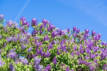 Fototapeta premium Spring blossom of lilac, branches with flowers on sky background