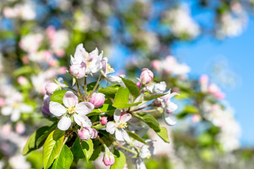 Obraz premium Apple flowers, spring blooming branch with fresh blossom on fruit tree