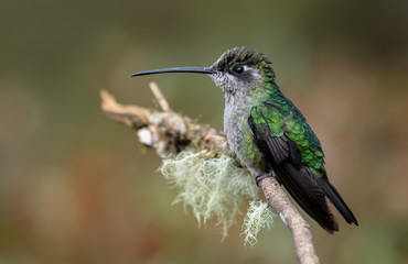 Fototapeta premium Hummingbird in Costa Rica 