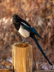 Black-billed Magpie