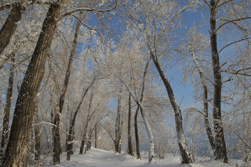 Beautiful winter frosty forest covered with snow and hoarfrost