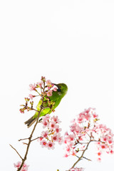 A colorful male Golden-fronted Leafbird feed on wild himalayan cherry flower