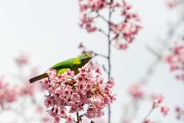 A colorful female Orange-bellied Leafbird perch on wild himalayan cherry branch