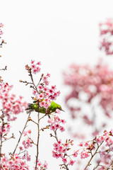 A colorful female Orange-bellied Leafbird perch on wild himalayan cherry branch