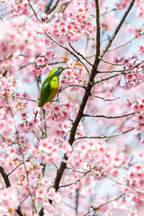 A colorful female Orange-bellied Leafbird perch on wild himalayan cherry branch