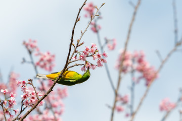 A colorful female Orange-bellied Leafbird feed on wild himalayan cherry flower