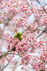 A colorful female Orange-bellied Leafbird feed on wild himalayan cherry flower