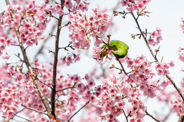 A colorful female Orange-bellied Leafbird feed on wild himalayan cherry flower