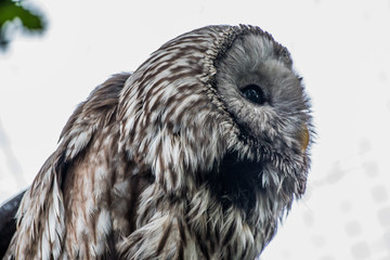 Portrait of an eagle owl close up