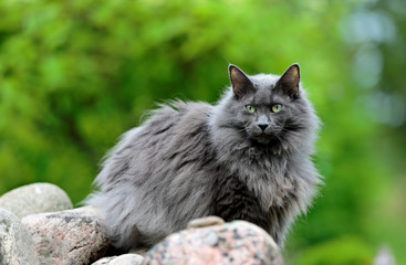 Naklejka na ściany i meble Norwegian forest cat female standing on stones