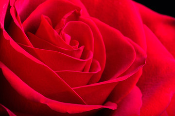 Naklejka premium rose Bud closeup of velvet petals, the flower on the entire frame