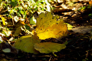 日差しの中の落ち葉