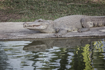 A big crocodile is crawling on bank near the pond at farm, scary tone.