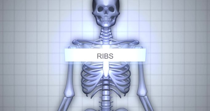 Zooming to skeleton - human anatomy concept - Ribs animation