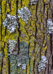 Lichens on the bark of a tree image with copy space