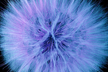 dandelion flower on black background