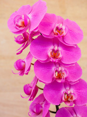 orquidea rosa