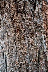 Tree bark background texture pattern. Wood texture.