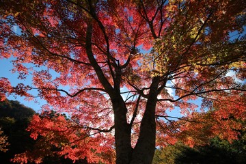 紅葉