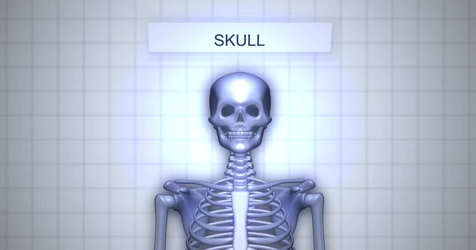 Zooming to skeleton - human anatomy concept - Skull animation