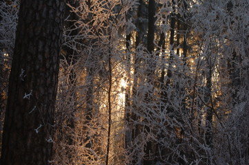 Im Winter-Wald Sonnenaufgang