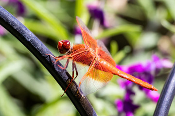 Orange dragonfly resting on a fence in the garden