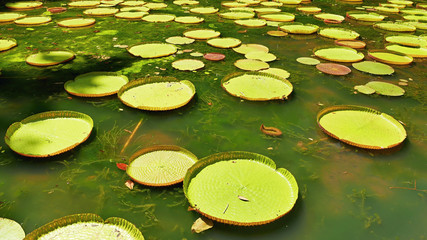 Victoria amazonica. Giant Water Lily. Mauritius island