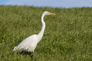 Obraz premium White Heron walking through tall, green grass on a sunny, spring afternoon