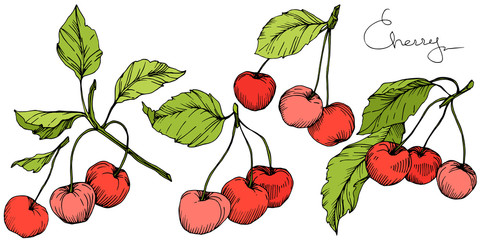 Vector Cherry fruit. Red and green engraved ink art. Isolated berry illustration element on white background.