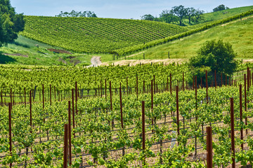 Fototapeta na wymiar Vineyards in California, USA