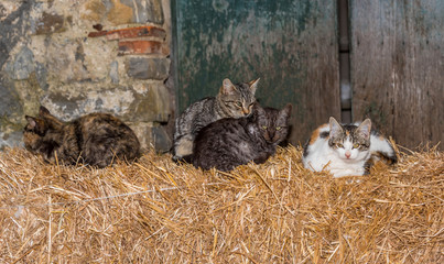 Group of Cats Sleeping on a Hay Bale in an Ancient Village in Italy