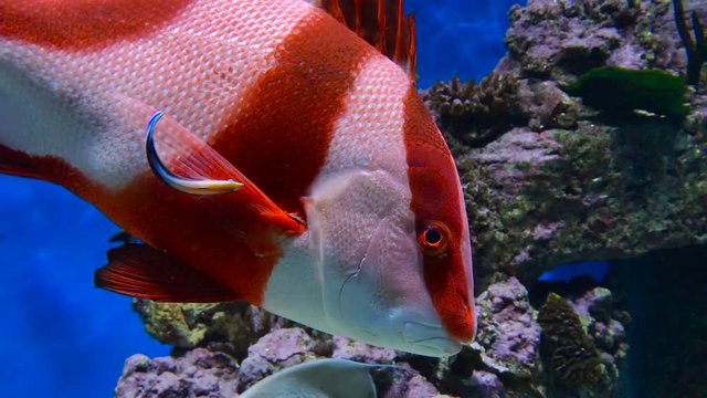 Red Emperor Snapper closeup with little fish in aquarium