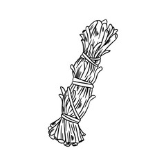 Sage smudge stick hand-drawn doodle isolated illustration