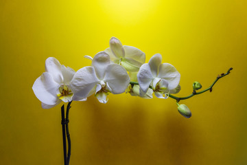 Orchid flower. White Orchid flowers isolated on yellow background