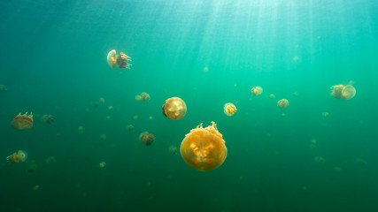 Jellyfish Lake in Palau is an enclosed marine lake containing millions of Golden and Moon...