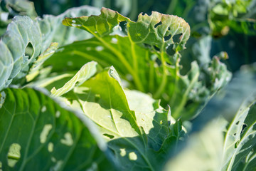 虫食いキャベツ