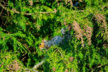 Close up of single european grey squirrel  in conifer trees green textured background with red seeds