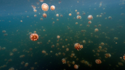 Fototapeta na wymiar Jellyfish Lake in Palau is an enclosed marine lake containing millions of Golden and Moon Jellyfish. Unlike jellyfish commonly Palau's jellyfish have evolved not to sting in the absence of predators.