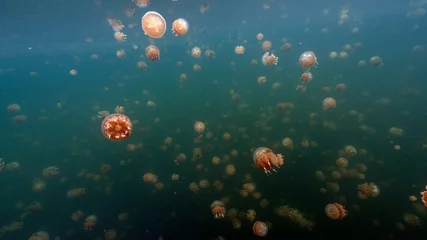 Foto op Aluminium Jellyfish Lake in Palau is an enclosed marine lake containing millions of Golden and Moon Jellyfish. Unlike jellyfish commonly Palau's jellyfish have evolved not to sting in the absence of predators. © Janos
