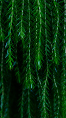 Background of leaves hanging form tree