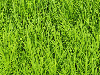 Close-up rice terrace field and drew drop in the morning