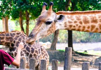 Giraffe eat leaves.