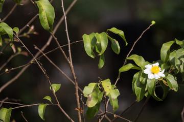 Fried Egg Tree or  Oncoba spinosa Forssk.